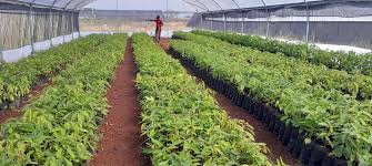 Tropical Fruit Processing Center